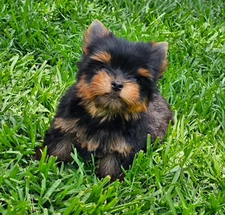 Pocket size Yorkie puppy