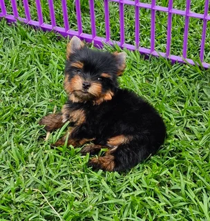 Pocket size Yorkie puppy