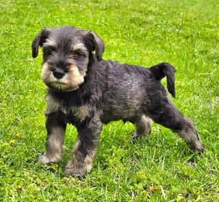Miniature Schnauzers