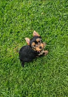 Female Yorkie puppy available to go