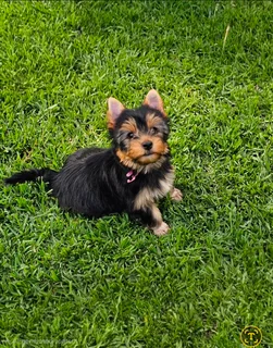 Playful  Female Yorkie puppy available