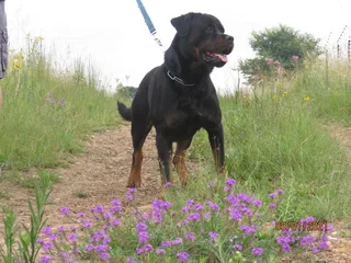 Good quality Puppies available