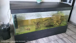 6ft fishtank and accessories