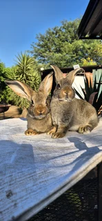 Flemish giant rabbits