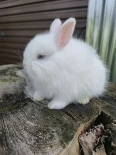 Jersey Wooly bunny