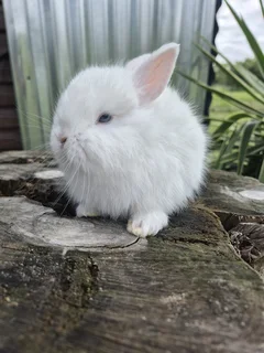 Jersey Wooly bunny