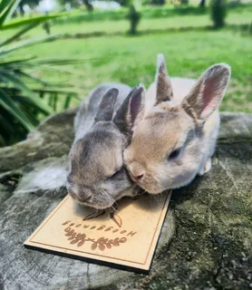 Mini Rex bunnies