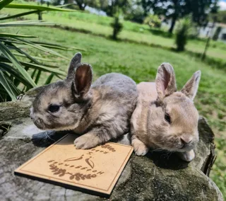 Mini Rex bunnies