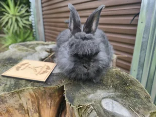English Angora bunny