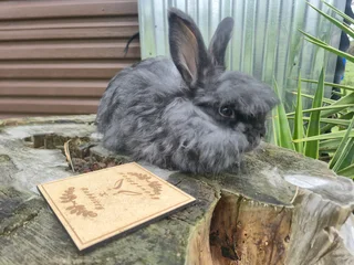 English Angora bunny