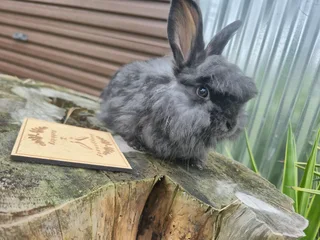 English Angora bunny