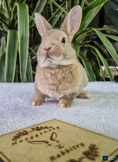 Mini Rex bunny
