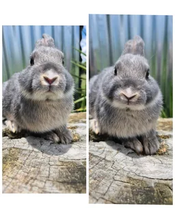 Pure bred Netherland dwarf