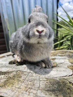 Pure bred Netherland Dwarf male