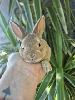 Micro Rex baby bunnies