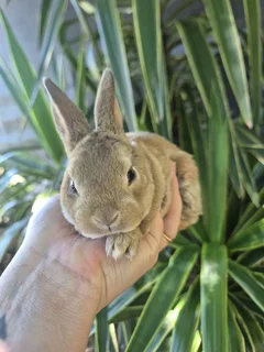 Micro Rex baby bunnies