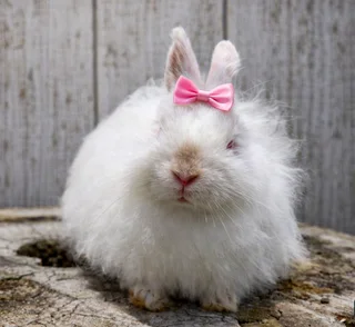 Jersey Wooly baby bunnies