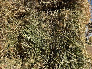 Lucern bales