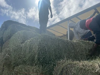 Top Quality Lucerne