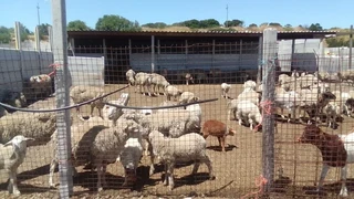 Sheep,lambs and Goats