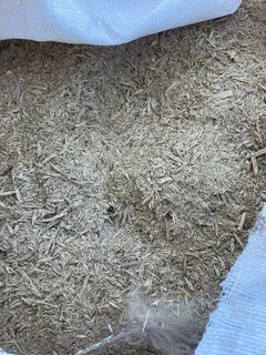 BARLEY (50kg sized bags)