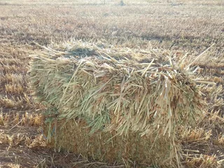 Fresh cut oathay bales