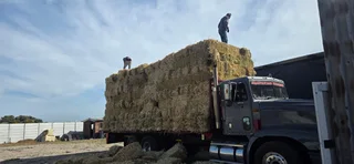 Fresh cut oathay bales