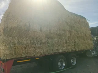 Fresh cut oathay bales