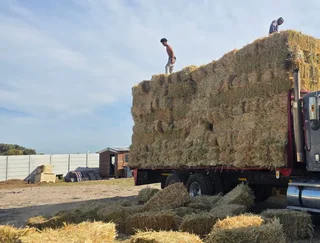 New season cut Oathay