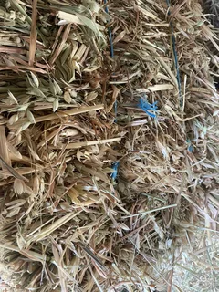 New season cut Oathay