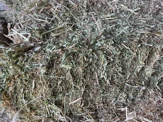 New season cut Oathay