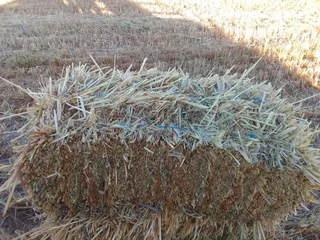 New season cut Oathay