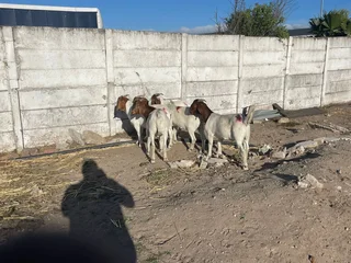55kg Boer goats