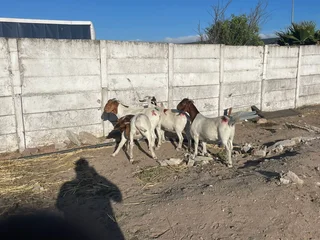 55kg Boer goats