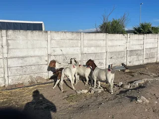55kg Boer goats