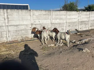 55kg Boer goats