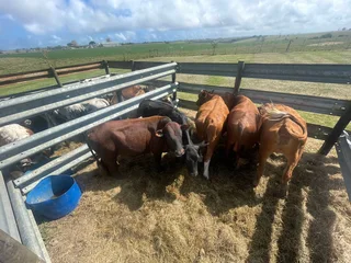 Quality healthy meaty Hereford bulls
