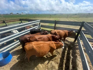 Quality healthy meaty Hereford bulls