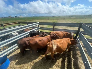 Quality healthy meaty Hereford bulls