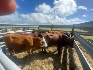 Quality healthy meaty Hereford bulls