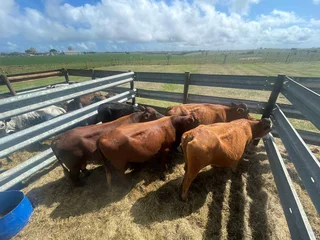 Quality healthy meaty Hereford bulls