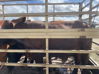 Quality healthy meaty Hereford bulls