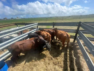 Quality healthy meaty Hereford bulls