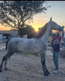 American Saddlebred mare