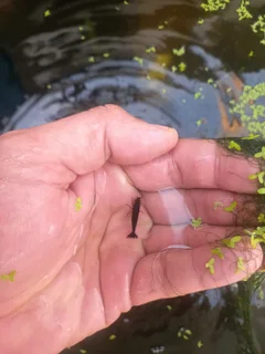 Black shrimp available