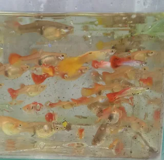 Show Guppies for sale