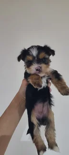 Yolkshir Terrier Puppies For Sale