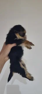 Yolkshir Terrier Puppies For Sale