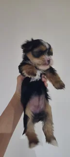 Yolkshir Terrier Puppies For Sale