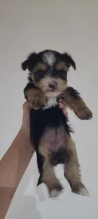 Yolkshir Terrier Puppies For Sale